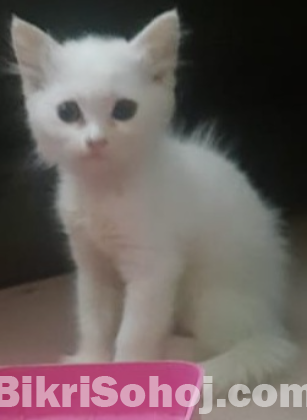 Pure Persian male white kitten for sale